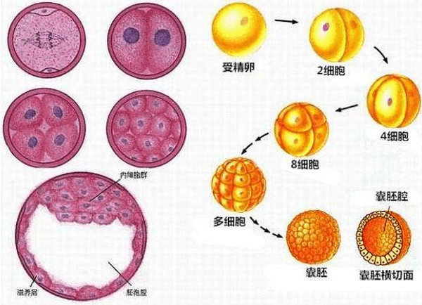 囊胚发育和移植期间的变化