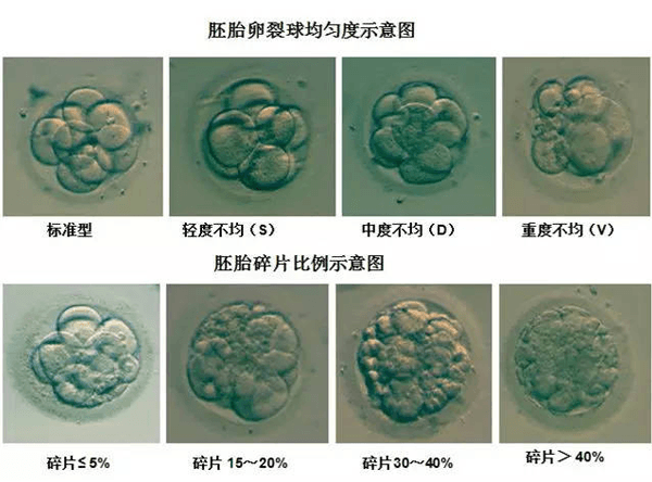 胚胎的等级共有四个