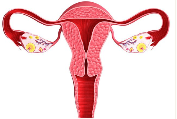 雌二醇高会改变子宫内膜的厚度