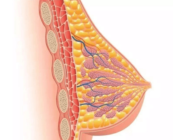 催乳激素可促进乳腺组织的发育