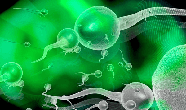 精子的合成需要促卵泡激素的参与