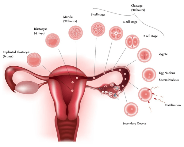 卵巢功能减退的女性使用短方案促排