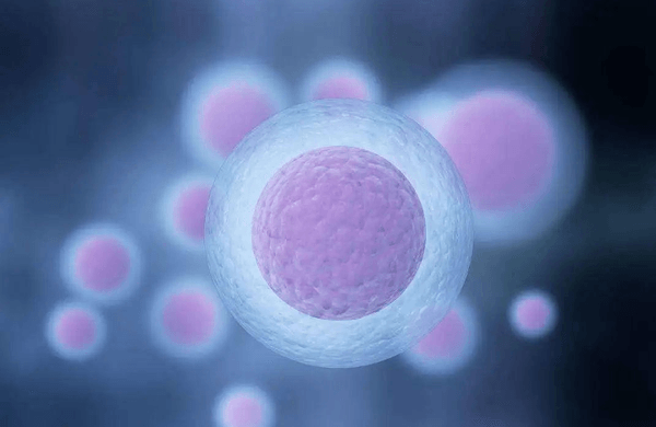 克罗米芬能促进卵子排出的进程