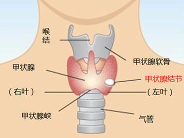 甲状腺在人体中的位置