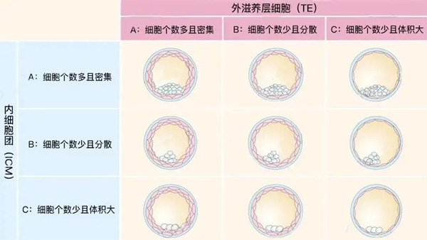 囊胚等级标准划分图