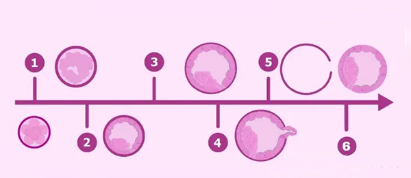 3期囊胚发育潜能一般