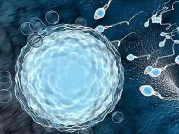囊胚外形看不出胎儿性别