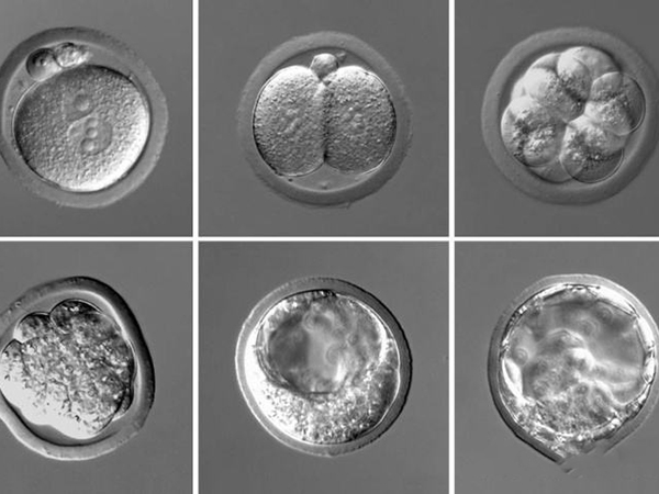 囊胚发育分为6级