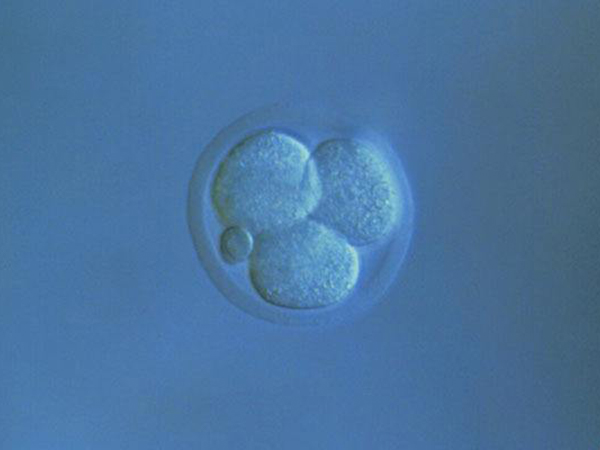 5ca胚胎的意思