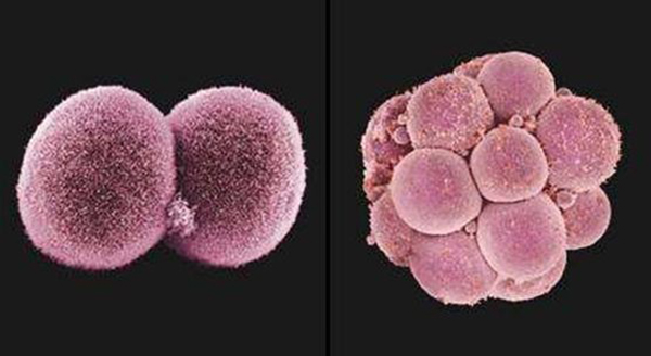 胚胎的着床能力比囊胚低