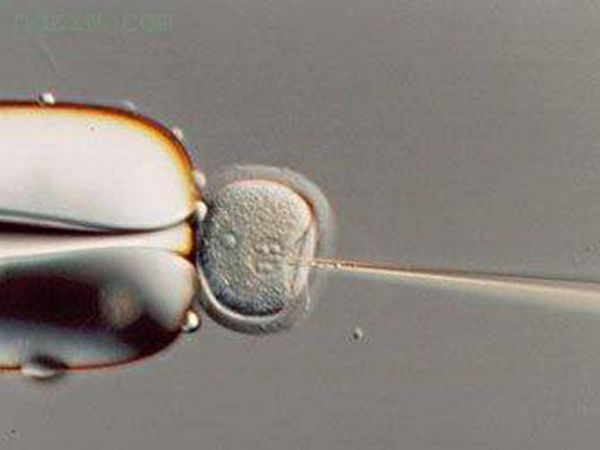 6AB和6BA胚胎发育程度相同