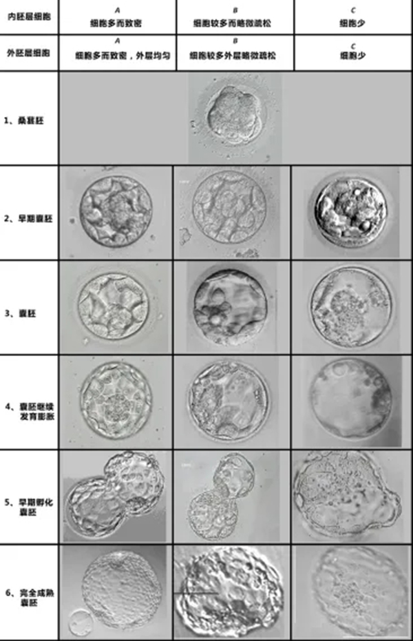 6ac和4ac胚胎发育程度不同