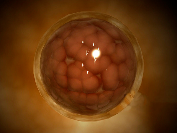 6ca胚胎滋养层细胞等级较高