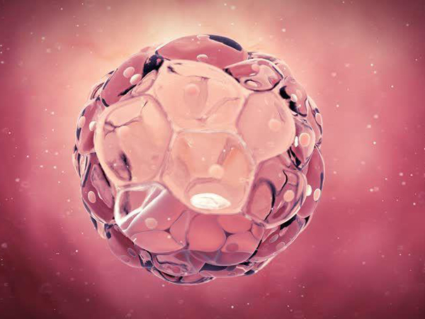 6cc胚胎解冻复苏成功率低