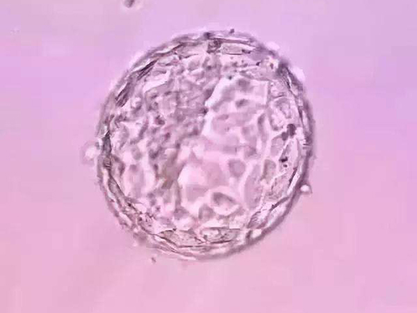 六细胞三级胚胎是可以移植的
