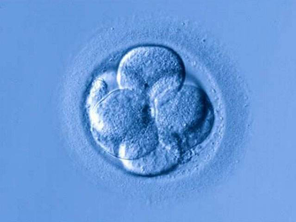 胚胎细胞数在7到9个较好