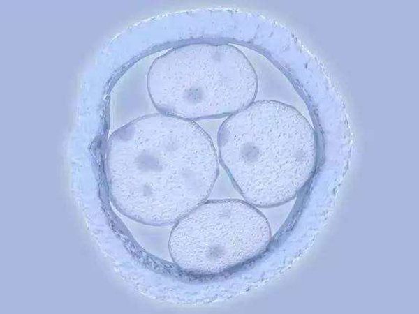 三级8细胞胚胎质量一般般
