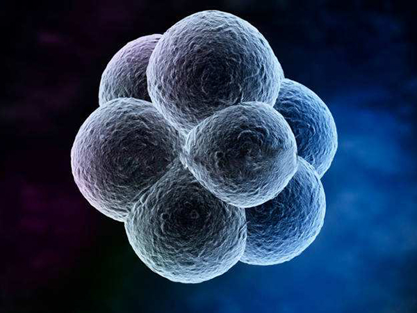 8细胞4级胚胎碎片较多