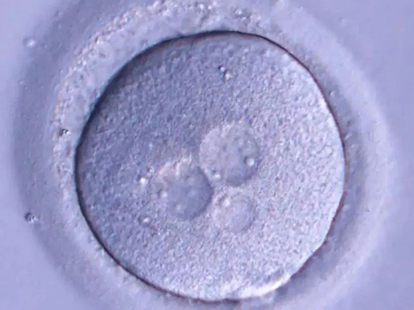 9c4胚胎细胞大小不均