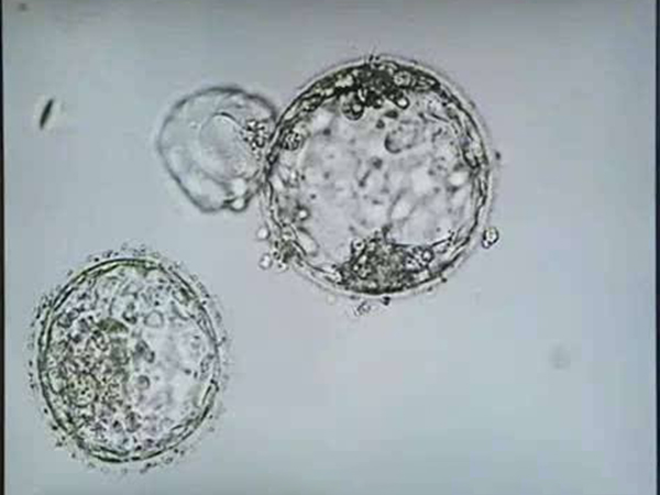 10c4胚胎不可移植