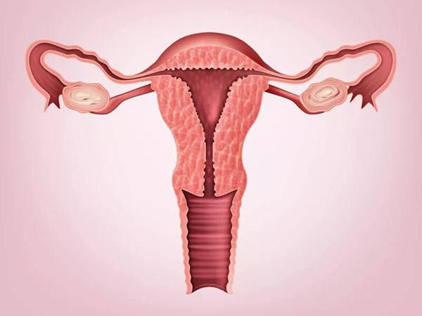 吃天然雌激素食物可以保养卵巢